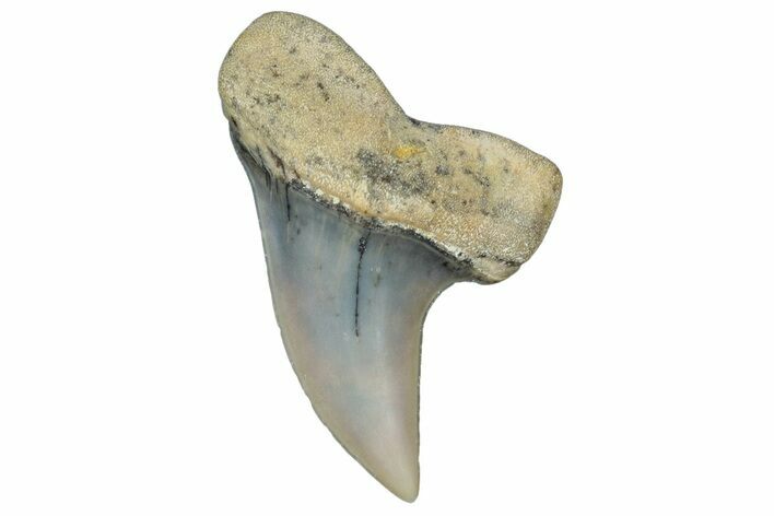 Fossil Shark Tooth (Carcharodon planus) - Bakersfield, CA #306833
